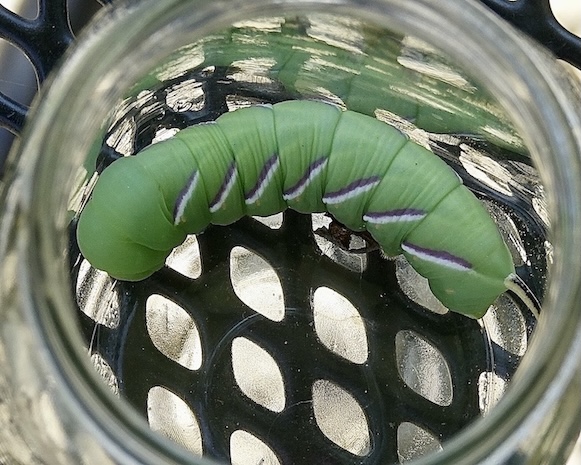 privet hawkmoth